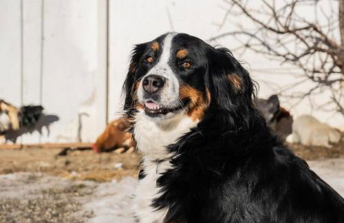 Tötscherhof - Foto 36