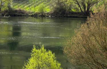 Ferienwohnung Merllorca 1 OG Moselblick Zell-Merl - Foto 6