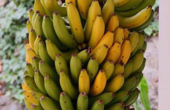 Penthause Apartment Villa Rosalva - Foto 13