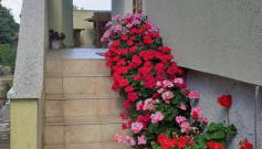 Kelk Loznati - Foto 4