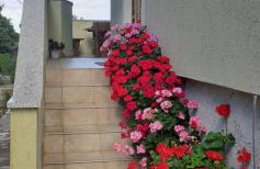 Kelk Loznati - Foto 4