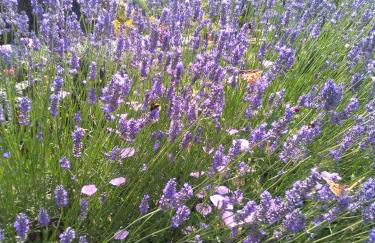 Agriturismo La Dependance - Foto 42