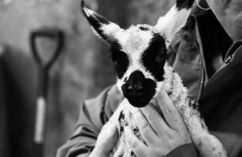 Amazing Sunsets and Sea Views - Lodge Cabin Farm Stay - Caol Ila - Lodge 8 - Photo 26