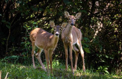 White Pines Lodge- Wooded Retreat - Foto 30