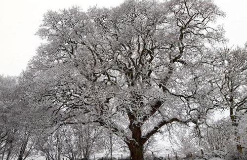 Rhyd Y Geifr, Cosy Barn Conversion in Maerdy - Photo 48