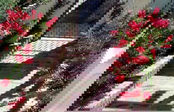 Apartments Kristic - Foto 2