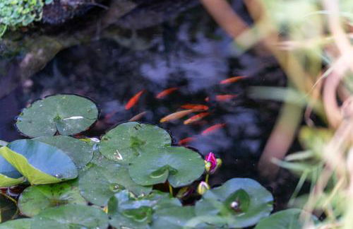 Lux Ferienwohnung altes Landwarenhaus mit Garten und zubuchbarer Sauna - Foto 32