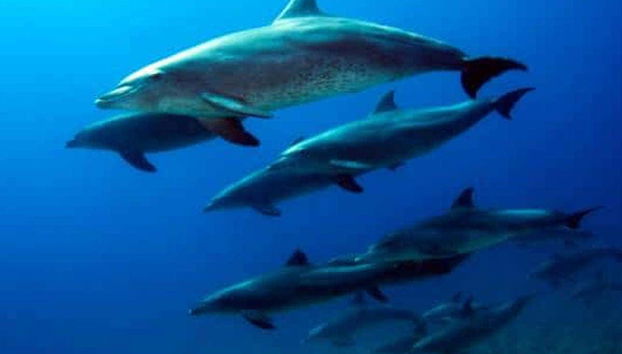 Whale & Dolphin Encounter - Foto 2