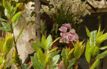 Nel giardino di Nunziatina - Photo 27