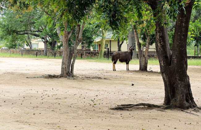 Self Catering Chalets - Manyeleti - Foto 30