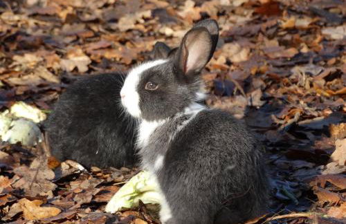 Casa das Palmeiras - Pedagogic Farm - Foto 120