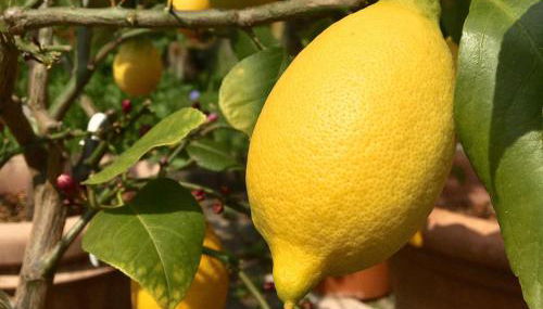 Casa Limone - Foto 2