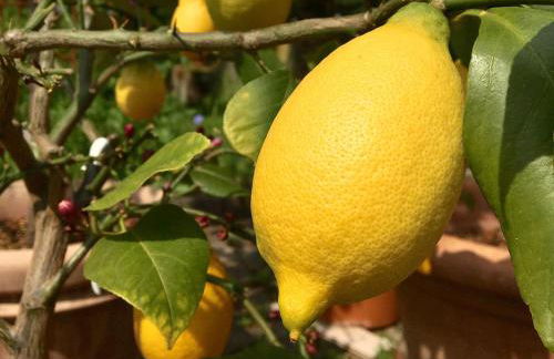 Casa Limone - Foto 2