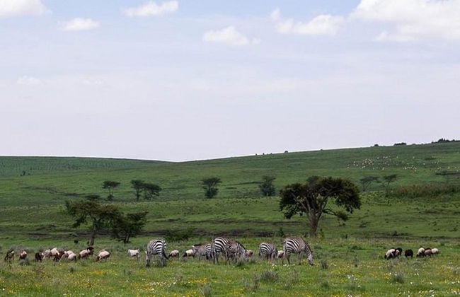 Ganztägige Safari im Ngorongoro-Krater - Private Tour - Foto 4