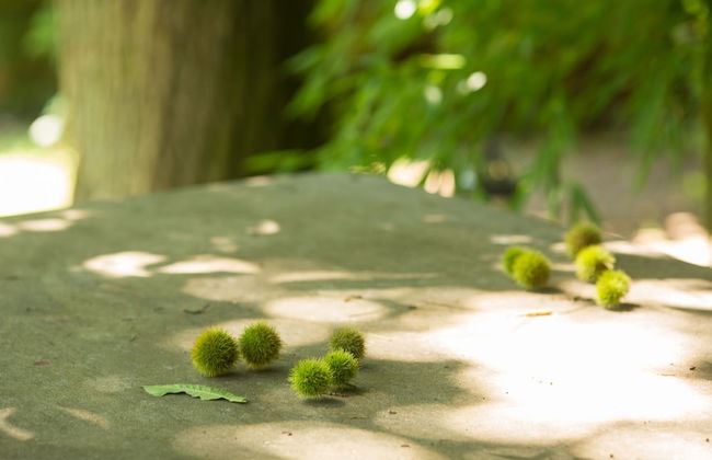 Rusticae Casa A Pedreira - Photo 48