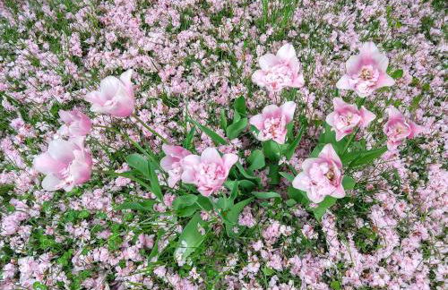 Moderne große Wohnung in herrlichem Naturgrundstück - Foto 49