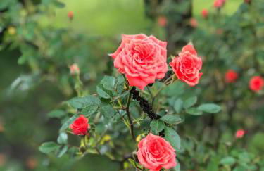 B&B La Quercia - Foto 10