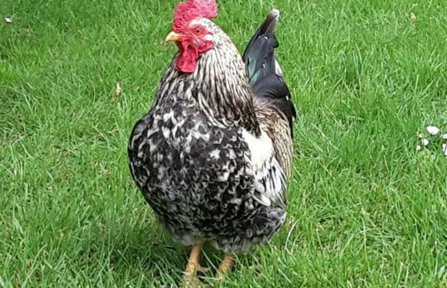 Farm Ferienhof Albert - Photo 12