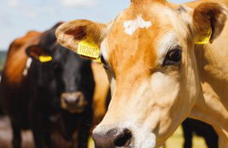 Broomhill Barns - Foto 47