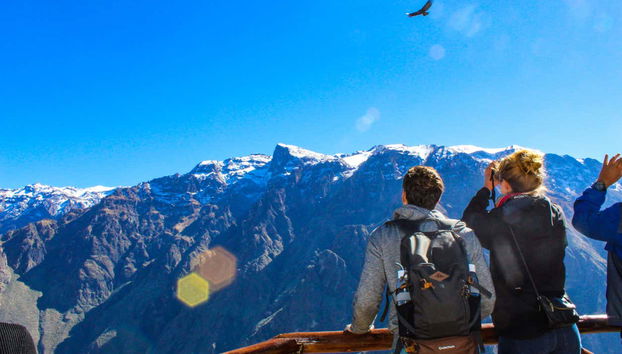 Observez les condors