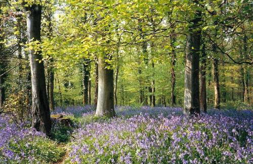 The Old Mill - Foto 26