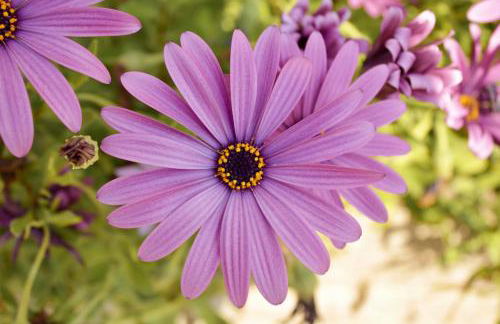 CA' de GINO - Foto 11