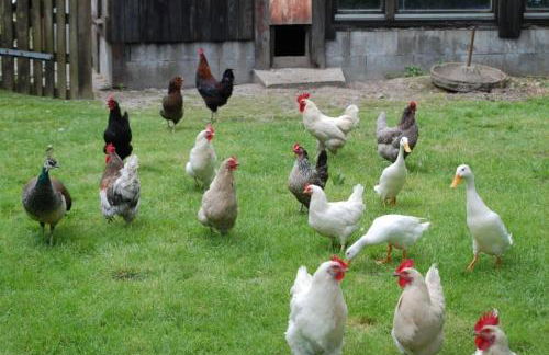 de ole Kohstall - Foto 8