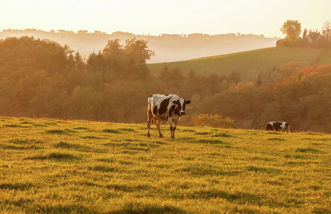 Holiday Home in Auvergne With Roofed Garden and Terrace - Foto 77