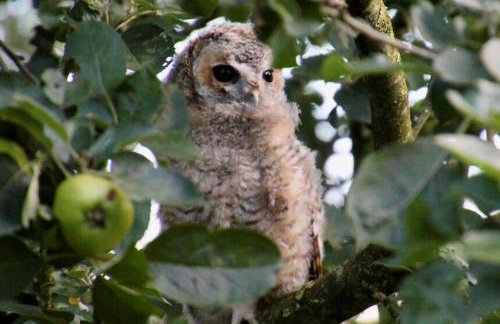 Large converted barn in peaceful, rural location - Foto 51