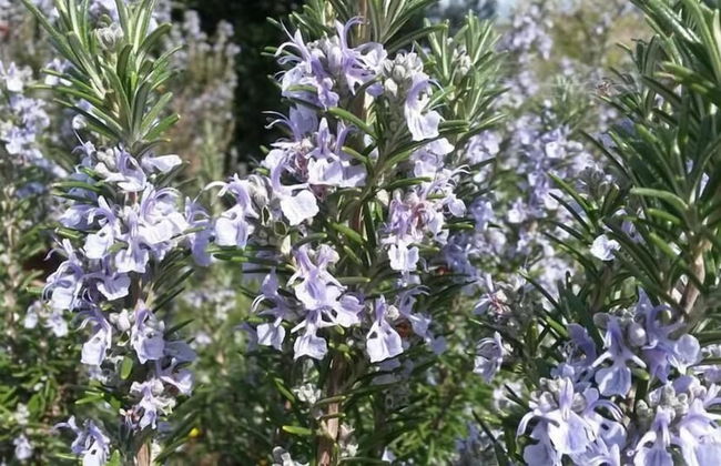 Agriturismo El Crear - Photo 47