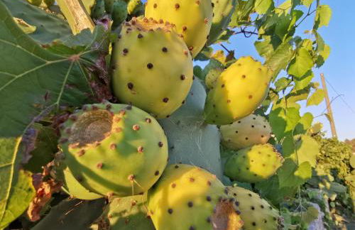 Villa B&B Antiche Macine del Salento - nel cuore del Salento - Foto 23