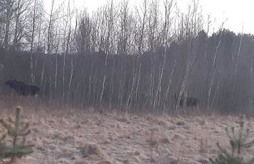 sosnowelowe - Foto 50