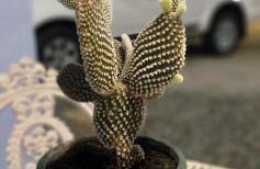 Pousada Chamego de Búzios - Foto 13