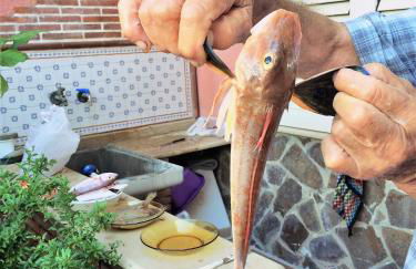 Una Araucaria sul mare - Foto 35