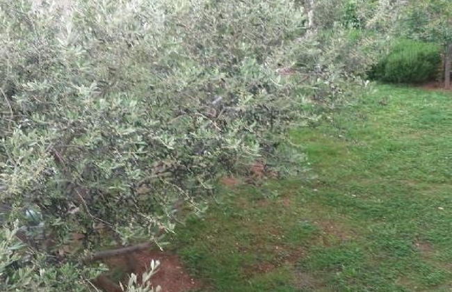 Apartments Smilje & Maslina - Foto 54