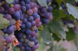 Cascina La Maddalena Bed & Wine - Foto 51