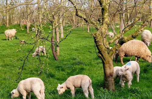 Piratennest - Foto 13