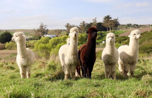 Teschemakers Resort - Foto 27