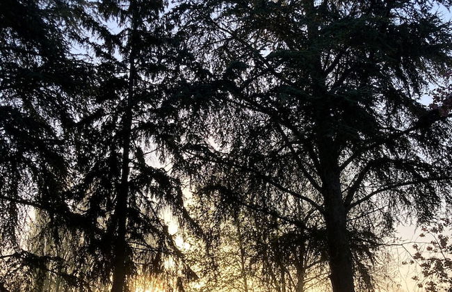 Château de la Preuille - Foto 18