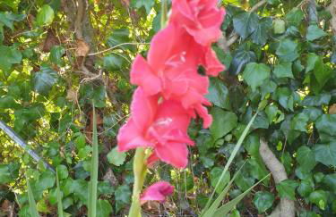 La Veranda - Foto 20