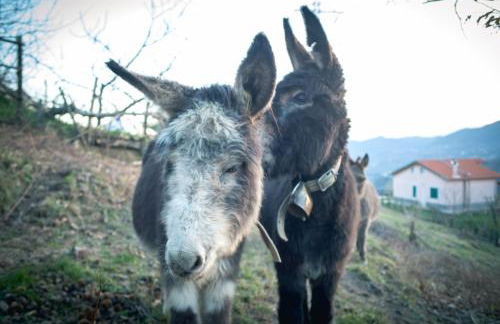 Agriturismo Terra e Cielo - Photo 28
