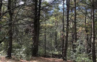 The Sunflower - Hot Tub Hideaway on 13 Wooded Acres - Fire Pit - Lake View - Near Keuka & Seneca Lake - Pet-Friendly - Foto 14