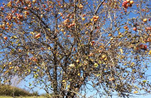 Ferienwohnung Maar-Idyll - Foto 39
