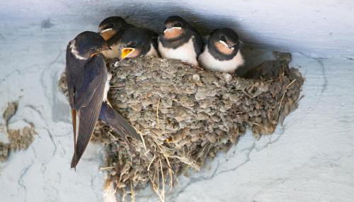 Inspektorhaus-Behlendorf - Foto 2