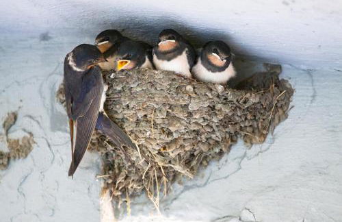 Inspektorhaus-Behlendorf - Foto 2