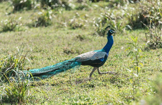 Galle Henna Estate - Foto 40