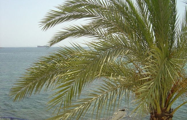 Apartamentos Llevant - Foto 39