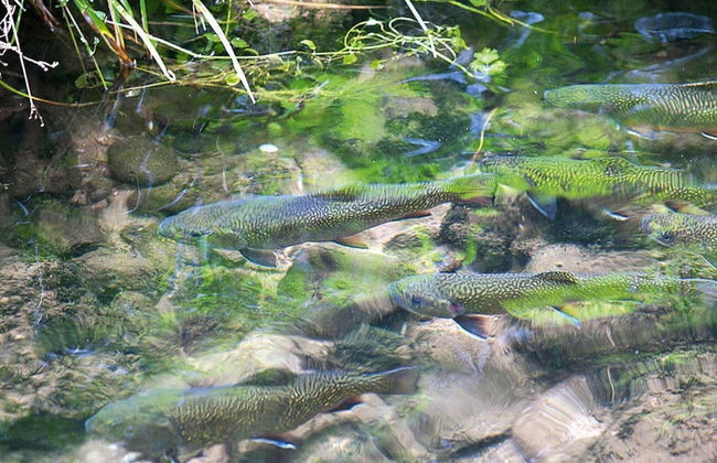 Apartment in a Charming Location on Forellenhof, Zorn Valley, Dabo - Foto 70