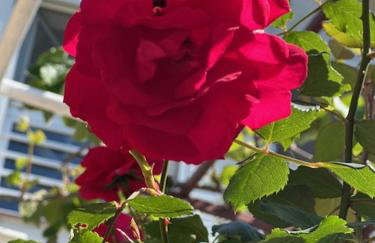 Apartments Mandic - Doma - Foto 18