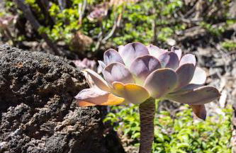 Casa Camila - Charming retreat & terrace, Hierro - Foto 32